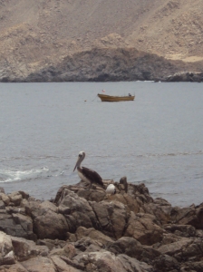 Pelicano, el vigilante de pesca. Pélican, le surveillant de la pêche