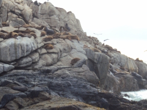 Colonia de Lobos marinos detras del Instituto de Biología Marina en Viña del Mar. Colonie de phoques derrière l'Institut de Bilogie Marine à Viña del Mar