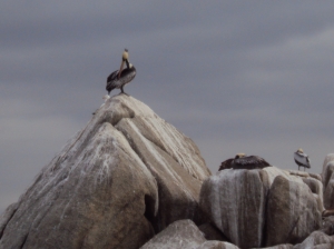 Al lado de los lobos marinos, un grupo de pelicanos. A coté des phoques, un groupe de pélicans